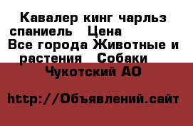 Кавалер кинг чарльз спаниель › Цена ­ 40 000 - Все города Животные и растения » Собаки   . Чукотский АО